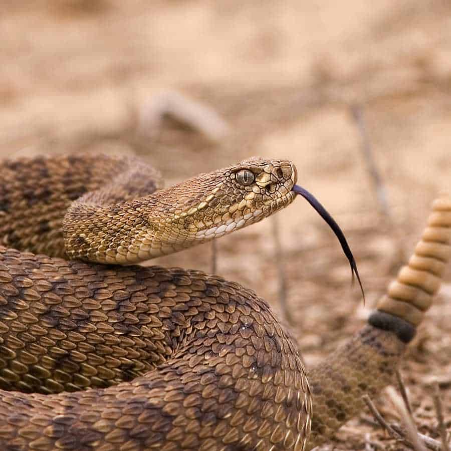 Rattlesnake bites Rattlesnake bites