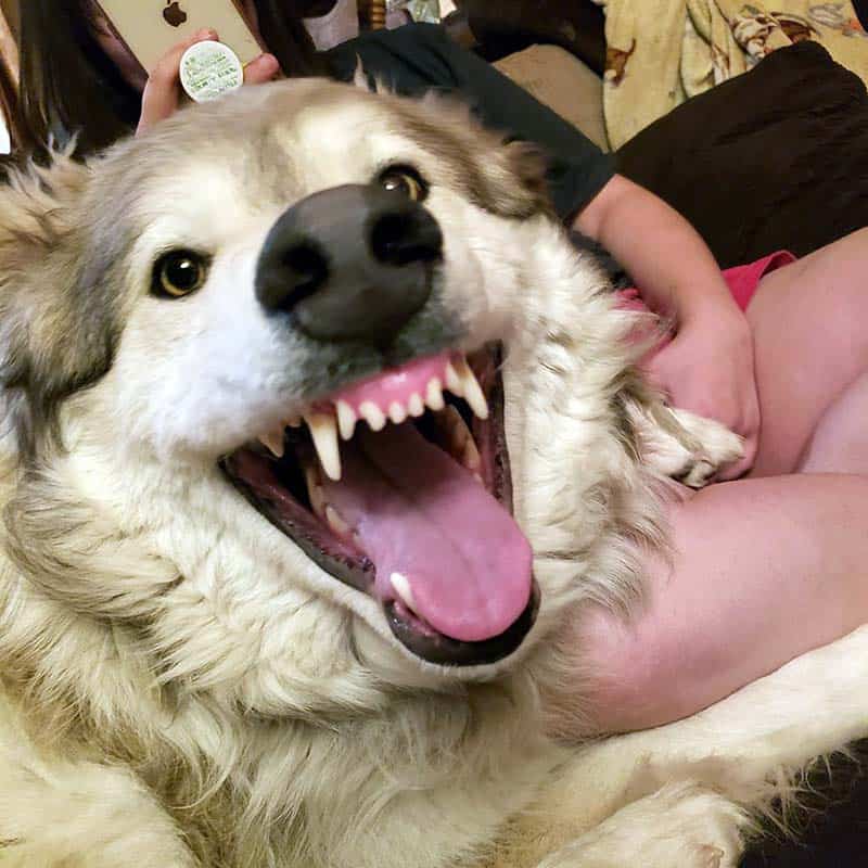 A dog with nice clean teeth