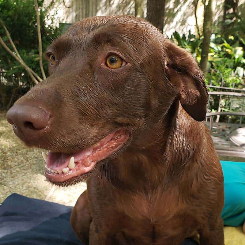 A dog with nice clean teeth