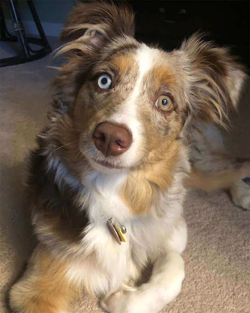A very alert Aussie Shepherd