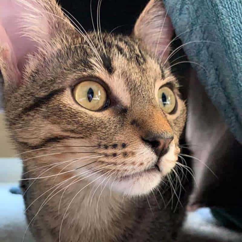 Kitten Vaccinations