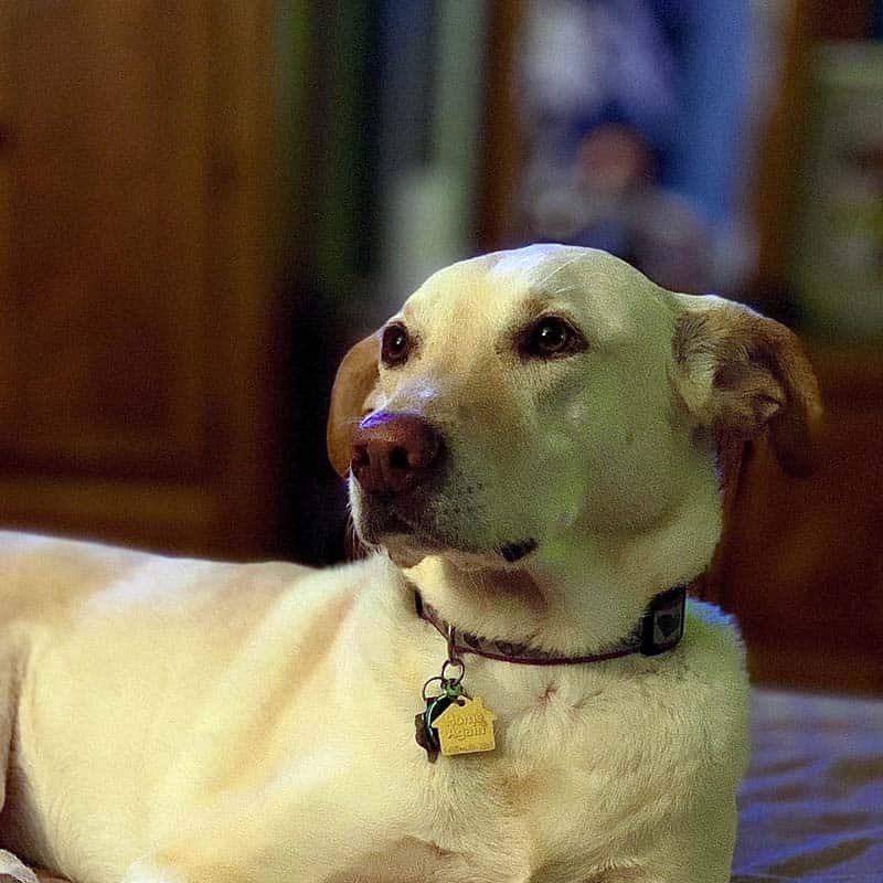 A yellow lab resting
