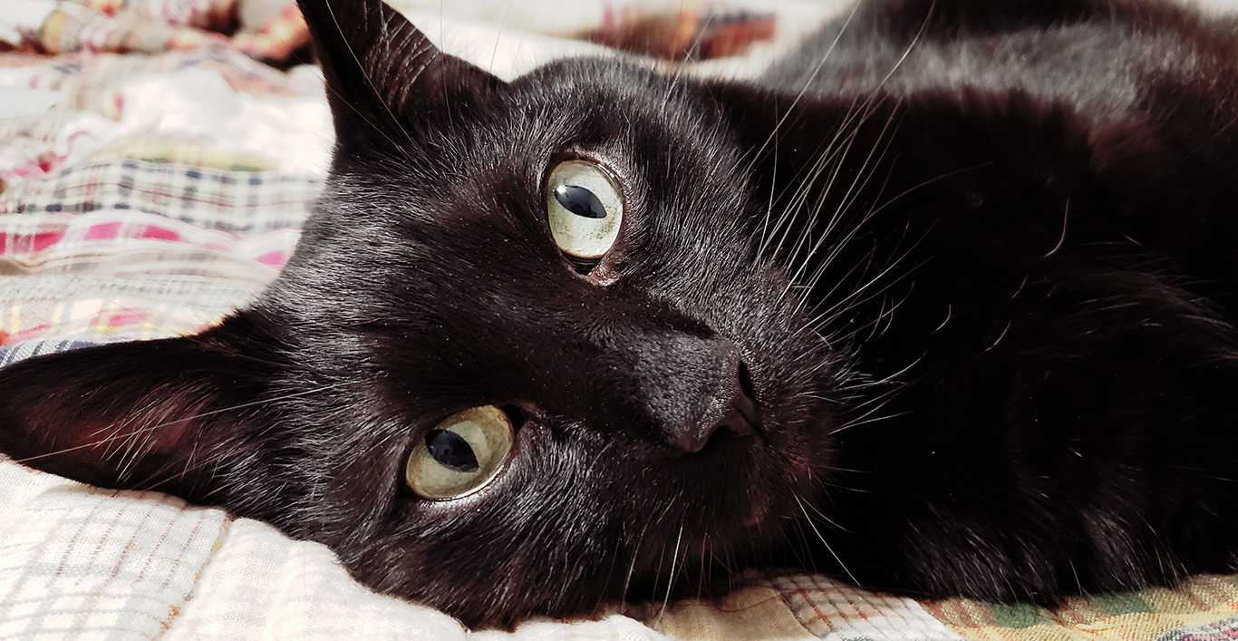 A cat resting comfortably